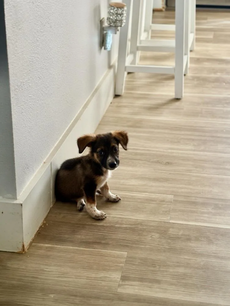 A baby small-sized male Tricolor (Brown, Black, & White) Bluetick Coonhound dog named Henry for adoption in Colorado Springs, CO