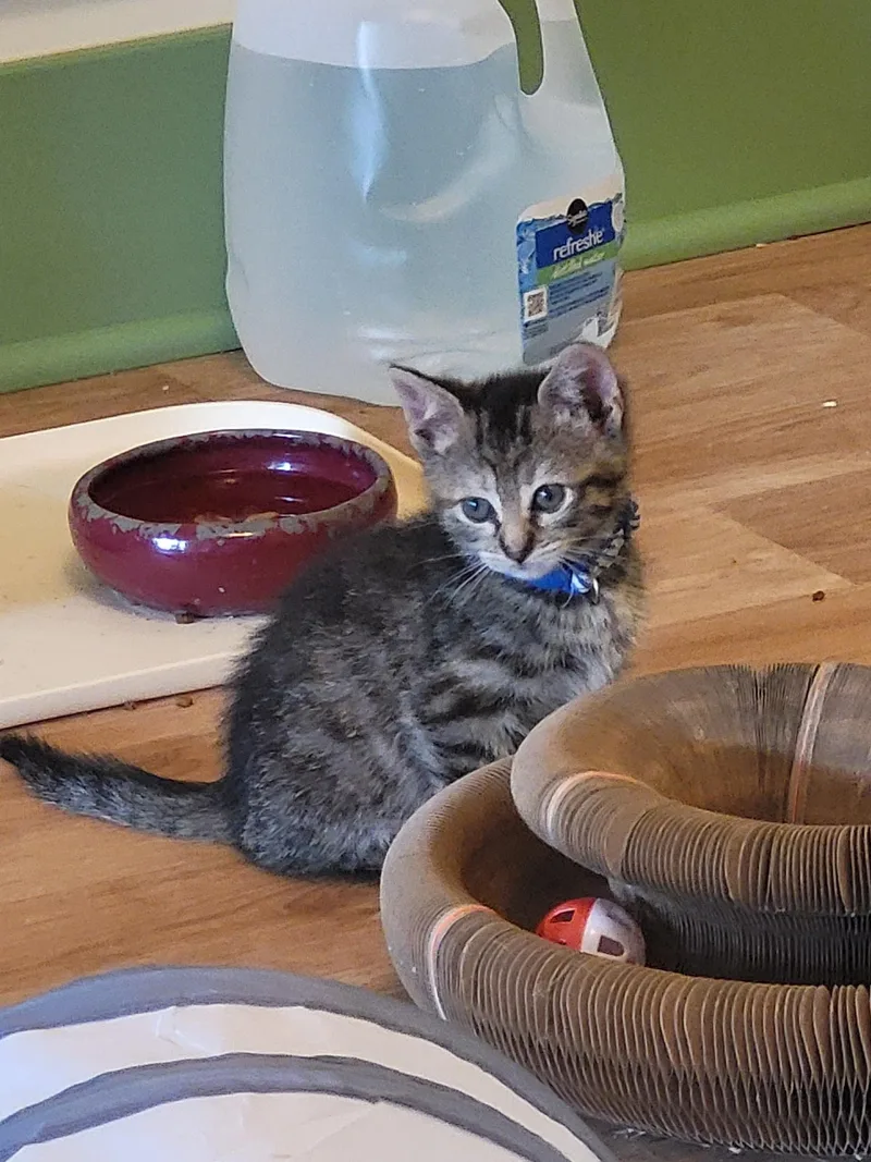 A baby large-sized female Tabby (Brown / Chocolate) Domestic Short Hair cat named Drizzle for adoption in Homewood, IL