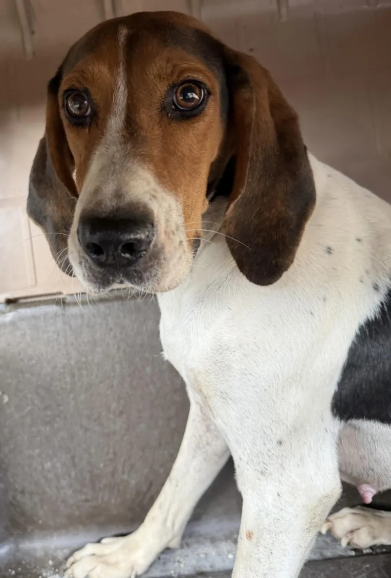 An adult medium-sized female Tricolor (Brown, Black, & White) Hound dog named Laurel for adoption in Heathsville, VA
