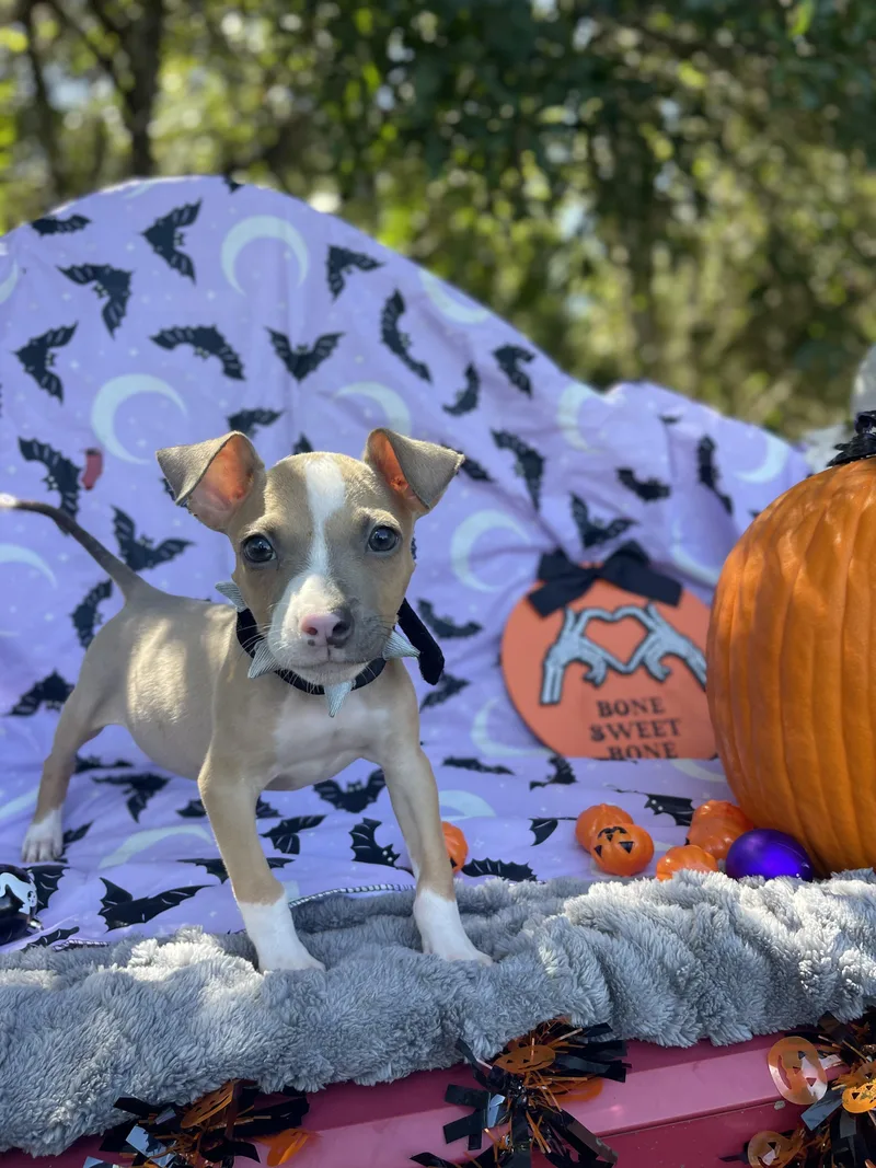 A baby small-sized female Pit Bull Terrier dog named Oakley for adoption in Sebring, FL