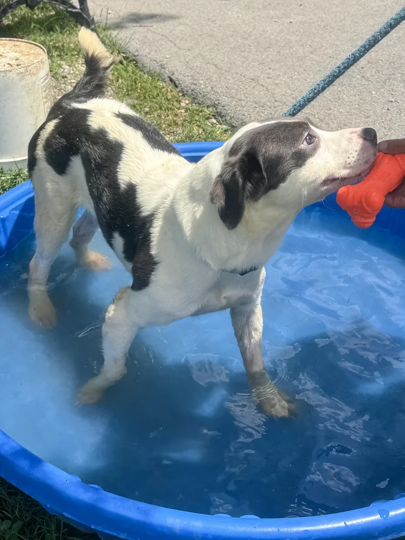A baby medium-sized female Gray / Blue / Silver Pit Bull Terrier dog named Winter for adoption in Anderson, IN