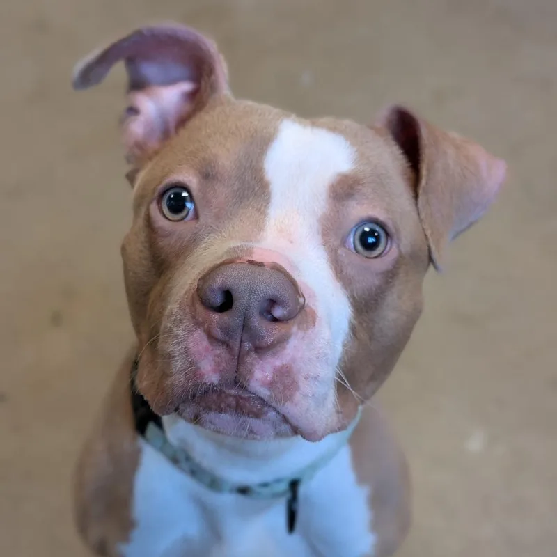 An adult medium-sized male Yellow / Tan / Blond / Fawn Pit Bull Terrier dog named Zeusie for adoption in Baltimore, MD