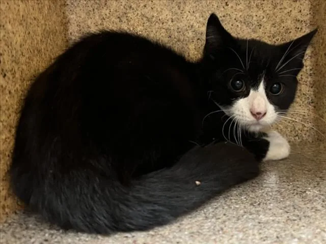 A baby small-sized male Domestic Short Hair cat named Tobias for adoption in Chapel Hill, NC