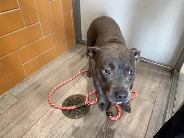 An adult medium-sized female American Staffordshire Terrier dog named Stormie for adoption in Garland, TX