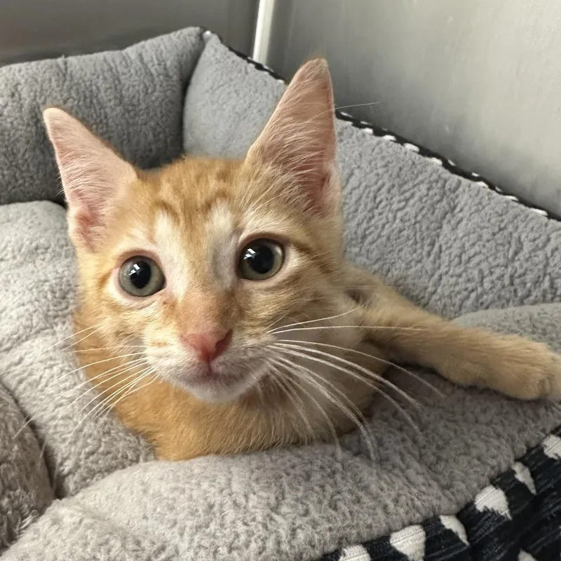 A young medium-sized male Orange / Red Domestic Short Hair cat named Parker for adoption in West Palm Beach, FL