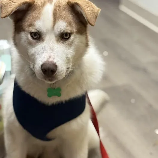 Ruger