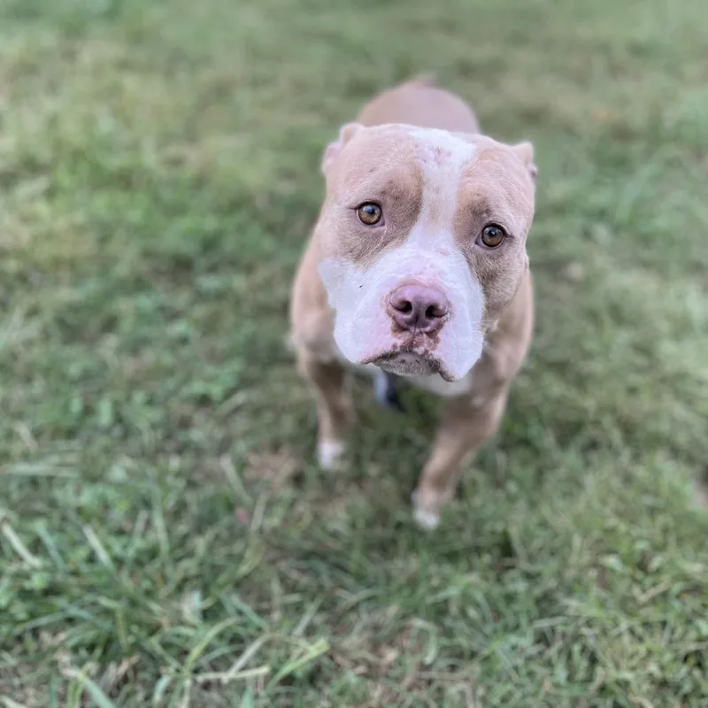 An adult medium-sized male Pit Bull Terrier dog named Goblin for adoption in Caryville, TN