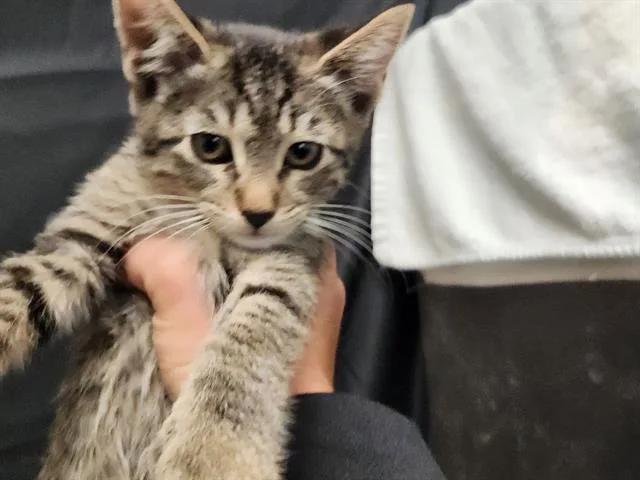 A baby small-sized female Domestic Short Hair cat named Judi for adoption in Sacramento, CA