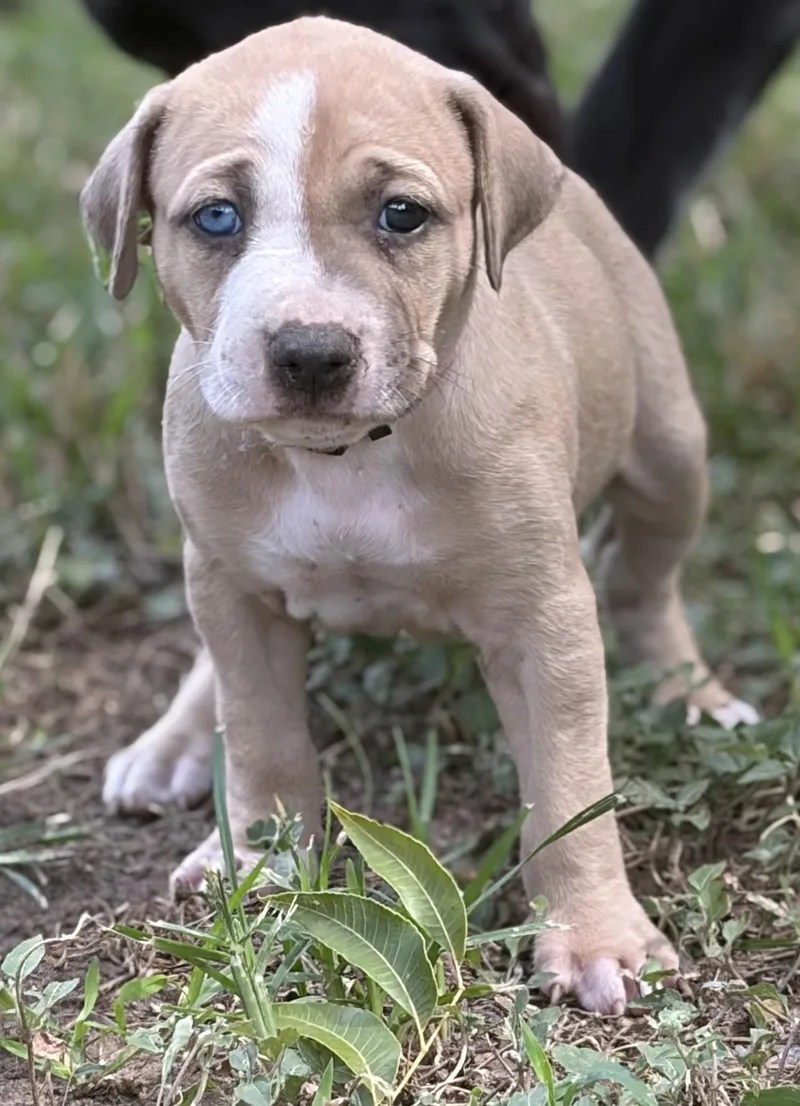 A baby medium-sized female Apricot / Beige Pit Bull Terrier dog named Miami for adoption in Mansfield, TX