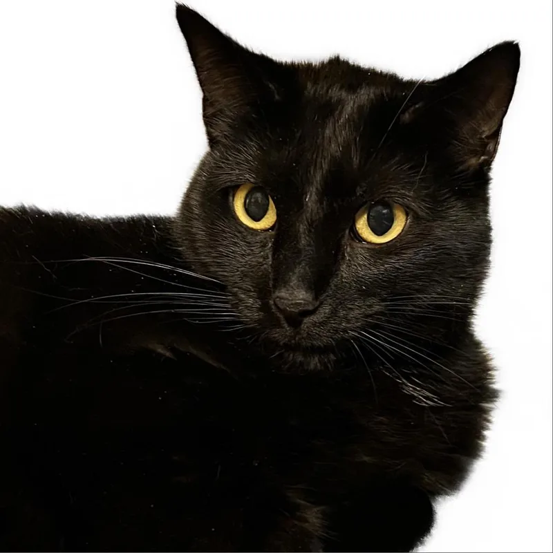 An adult extra large-sized male Black Domestic Short Hair cat named Kenyon for adoption in Springfield, IL