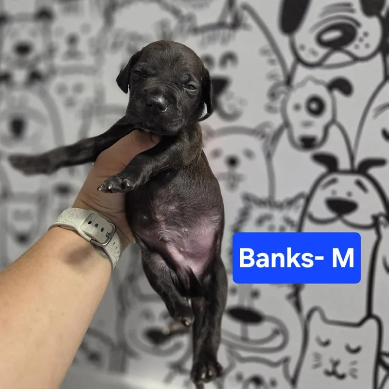 Banks
