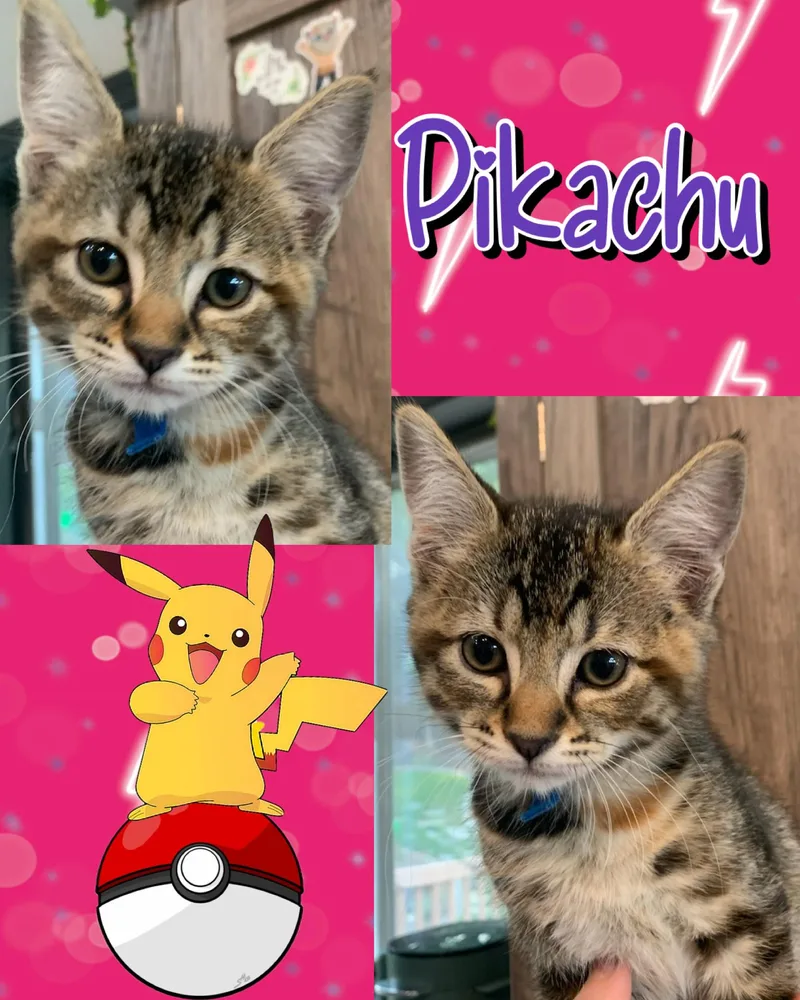 Pikachu thumbnail 3