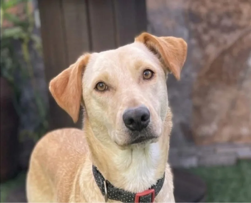A young medium-sized female Golden Retriever dog named Suni for adoption in Escondido, CA