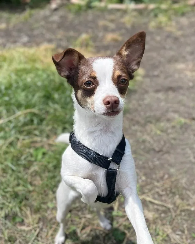 Penny