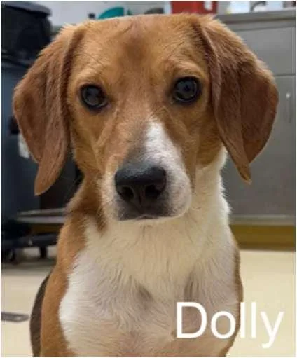 A young small-sized female Tricolor (Brown, Black, & White) Beagle dog named Dolly for adoption in Grayslake, IL