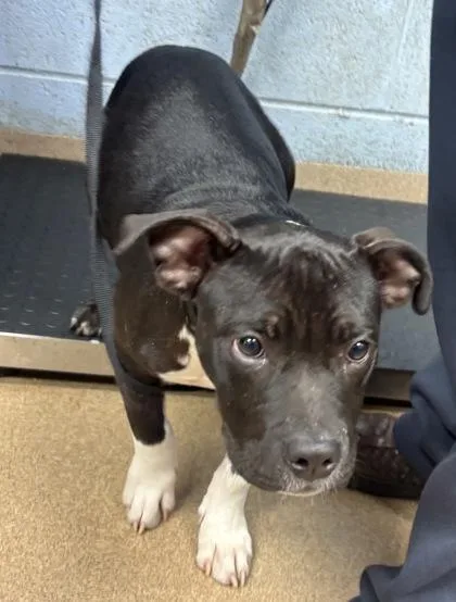 A young medium-sized male Mixed Breed dog named Dedric Higgory for adoption in Chamblee, GA