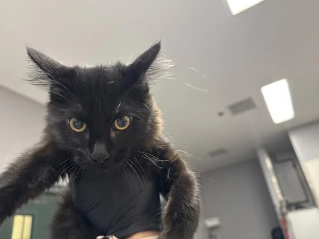A baby small-sized female Domestic Medium Hair cat named Kim for adoption in Thousand Palms, CA