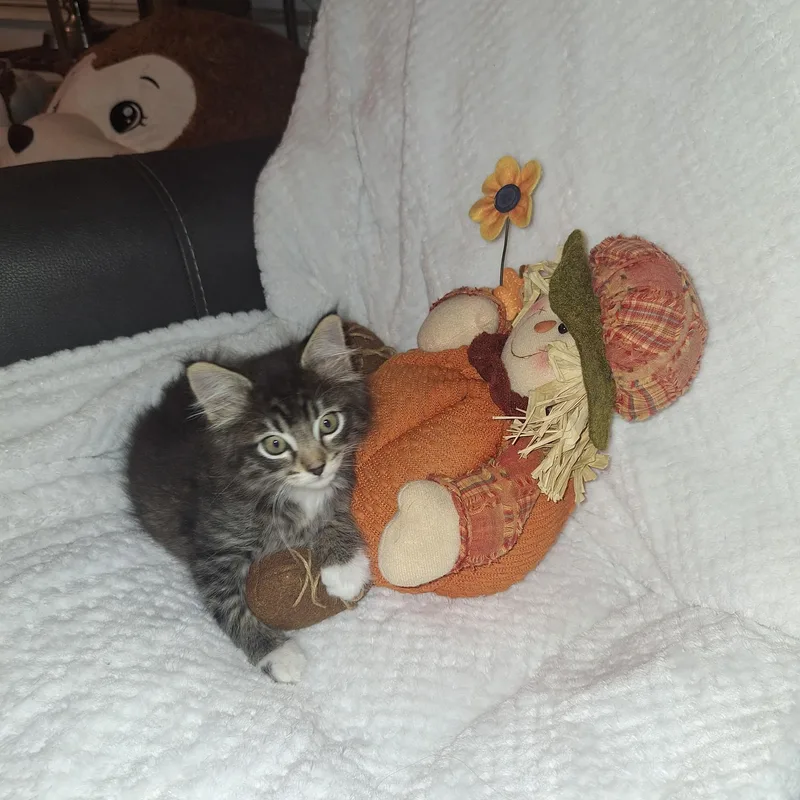 A baby medium-sized female Domestic Long Hair cat named Raven for adoption in Pasco, WA