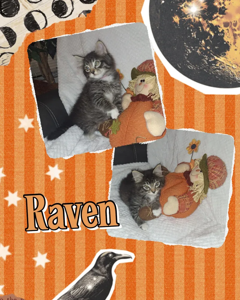 Raven thumbnail 2