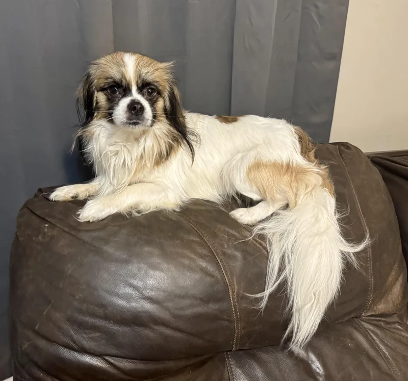 A young small-sized male Tibetan Spaniel dog named Speck for adoption in Maiden, NC