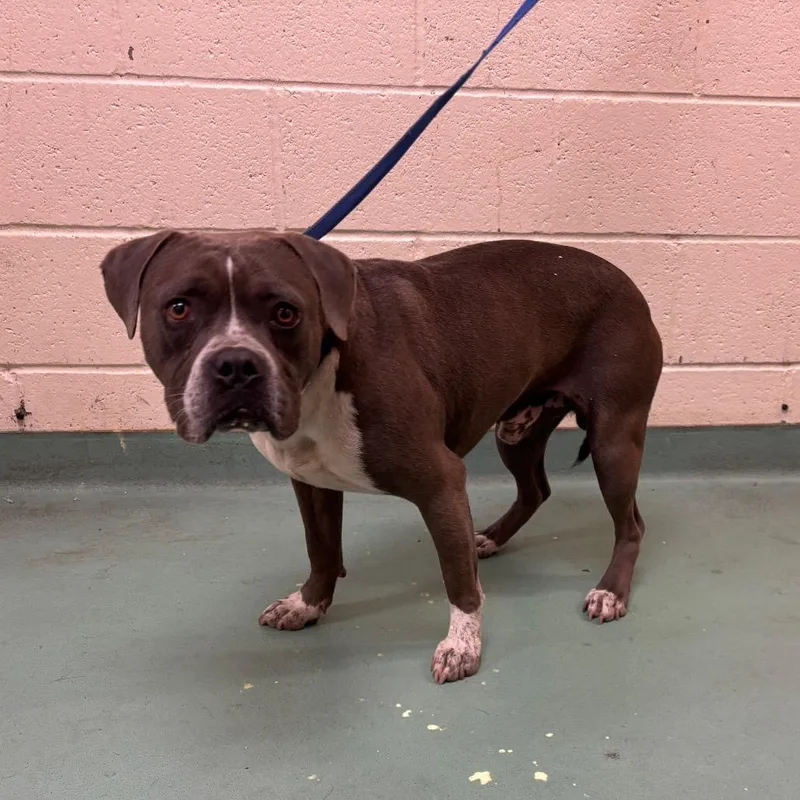 An adult medium-sized male Gray / Blue / Silver Mixed Breed dog named Henry for adoption in Memphis, TN