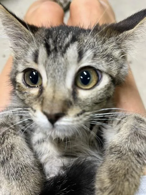 A baby small-sized male Tabby (Brown / Chocolate) Domestic Short Hair cat named Sugar Pea for adoption in Anoka, MN