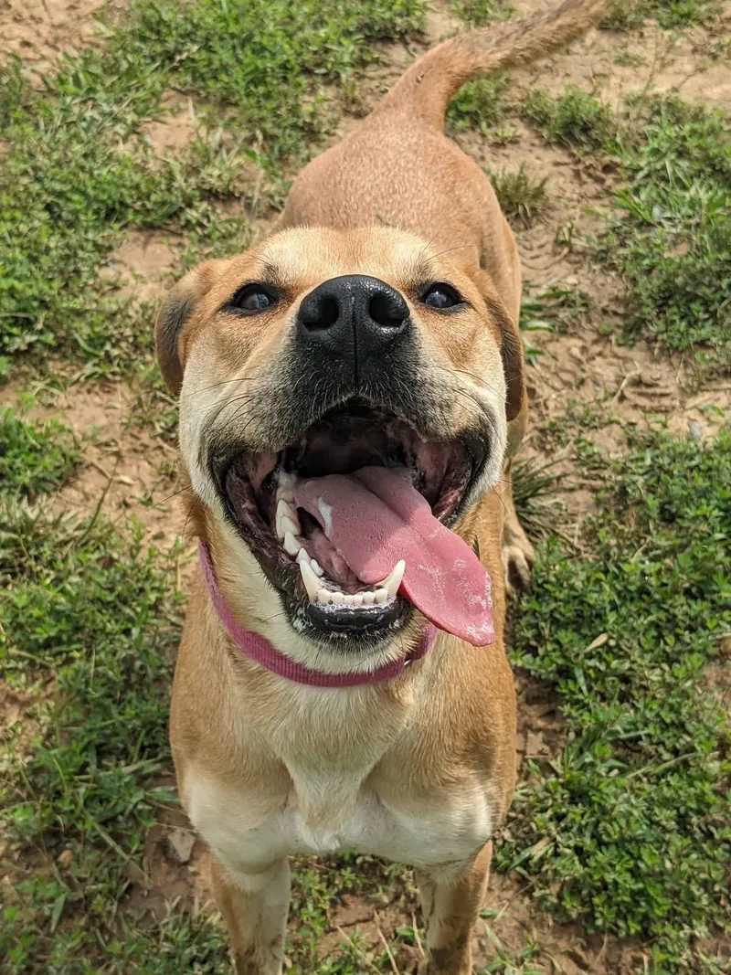 A young medium-sized female Apricot / Beige Hound dog named Eli for adoption in Manassas, VA