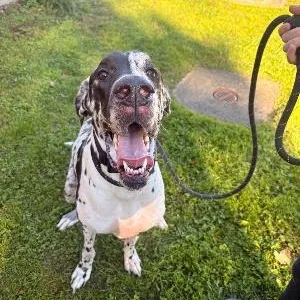 An adult extra large-sized female Great Dane dog named Willow for adoption in Medina, OH