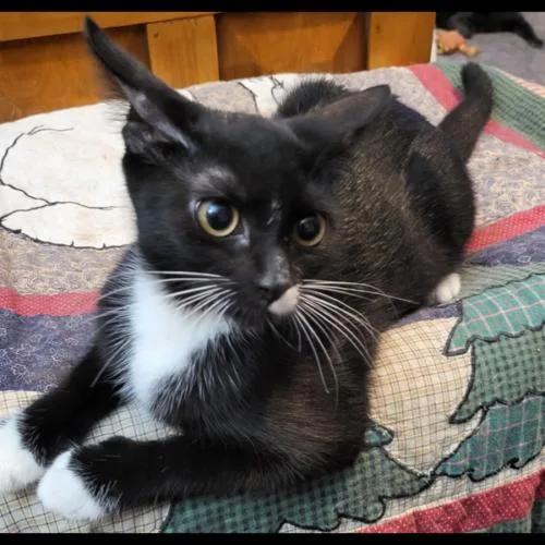 A baby small-sized female Domestic Short Hair cat named Princess for adoption in Tampa, FL