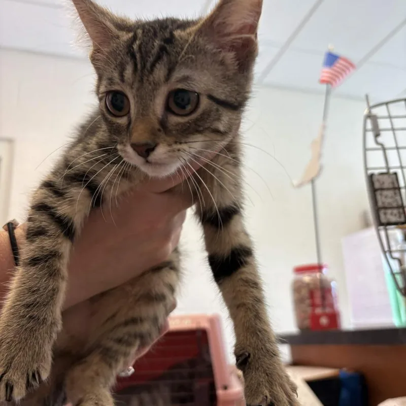 A baby small-sized female Brown / Chocolate Domestic Short Hair cat named Cornbread Supreme for adoption in Gloucester, VA