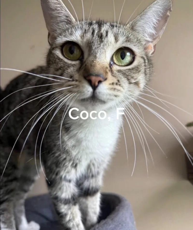 A baby medium-sized female American Shorthair cat named Coco for adoption in Shrewsbury, MA