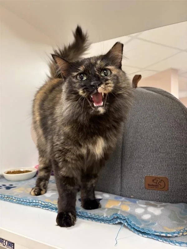 An adult large-sized female Domestic Medium Hair cat named Sorbet for adoption in Great Falls, MT
