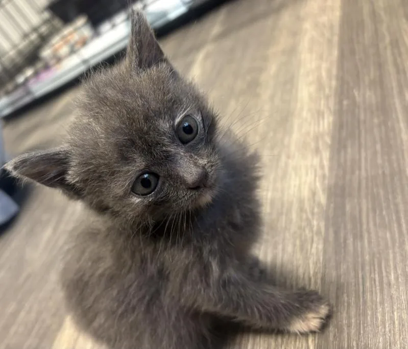 A baby medium-sized female Dilute Tortoiseshell Domestic Short Hair cat named Erika for adoption in Delray, WV