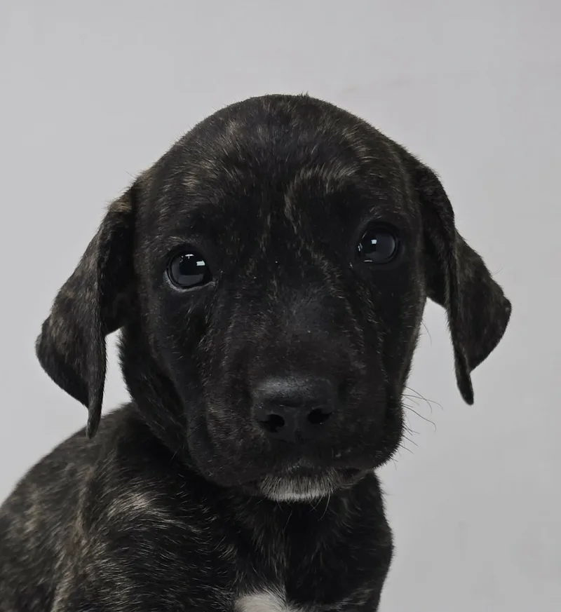 A baby medium-sized male Brindle Labrador Retriever dog named Wayne Lucas for adoption in Newport, TN