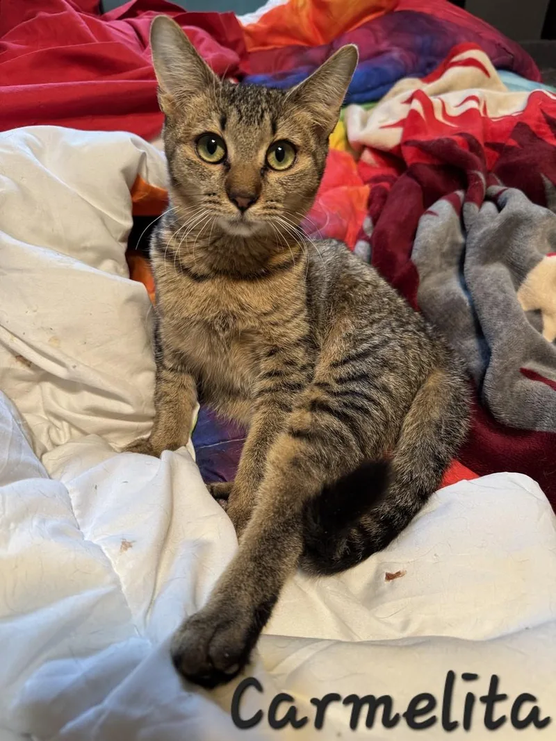 Carmelita thumbnail 3