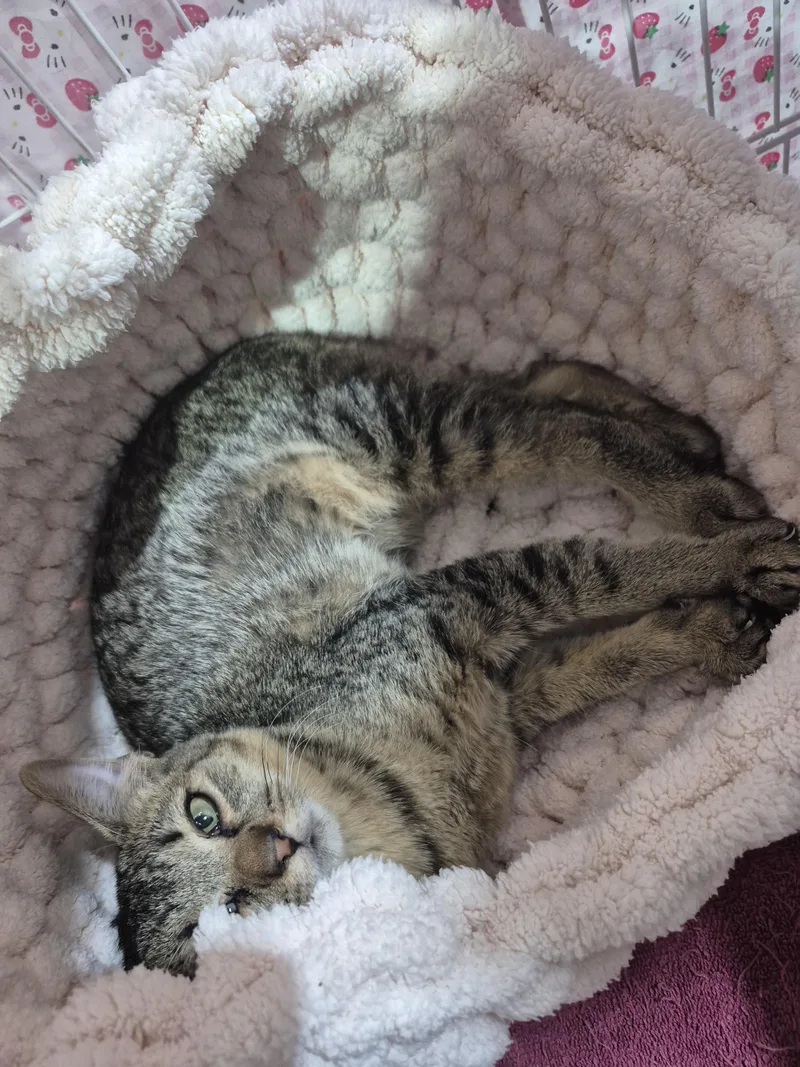 Carmelita thumbnail 4