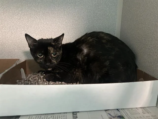 A young medium-sized female Domestic Short Hair cat named Nina for adoption in Dallas, TX