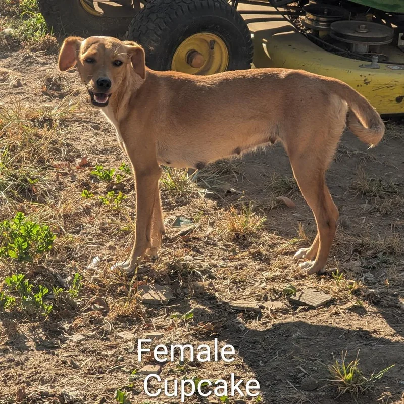 A young small-sized female White / Cream Mixed Breed dog named Cupcake for adoption in West Plains, MO