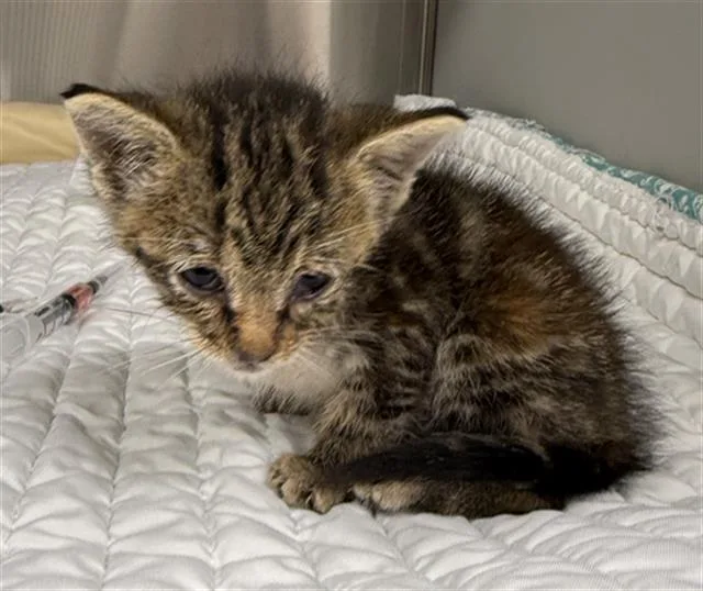 A baby small-sized female Domestic Short Hair cat named Kimberly for adoption in Baytown, TX