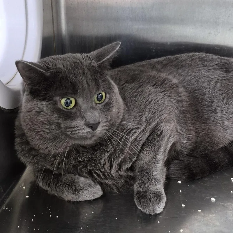 An adult medium-sized male Domestic Short Hair cat named Michi for adoption in Natick, MA