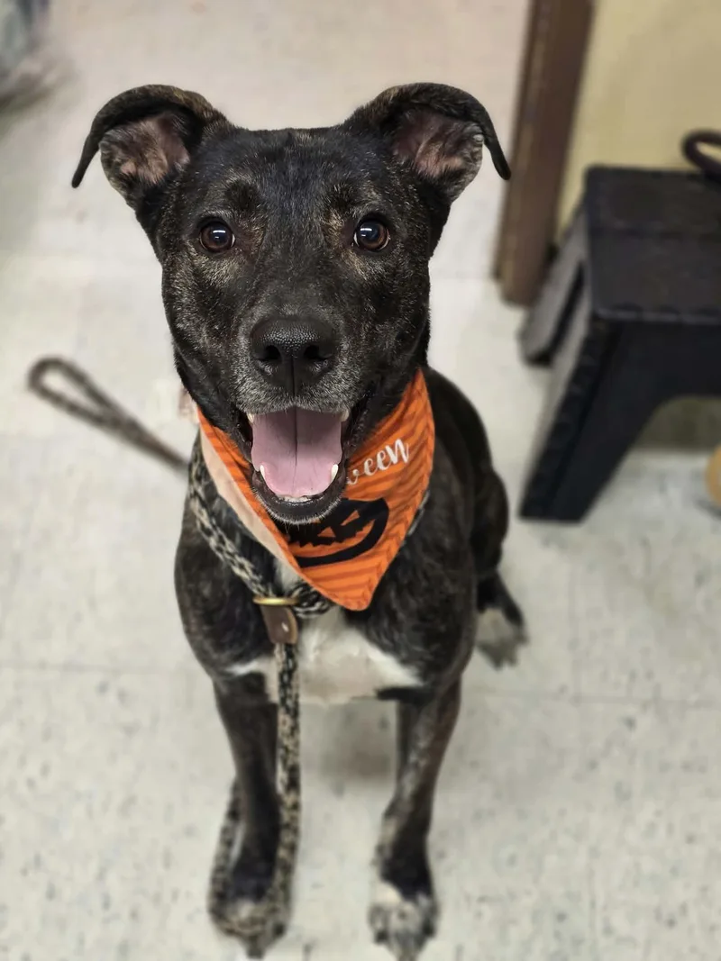 An adult medium-sized male Pit Bull Terrier dog named Scuttle for adoption in Grants Pass, OR