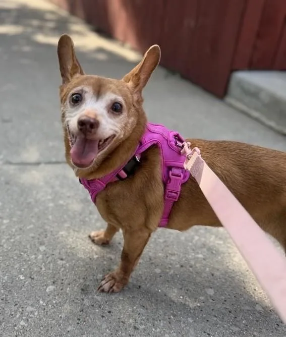 Penelope