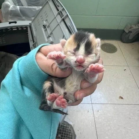 A baby small-sized female Calico Domestic Short Hair cat named Olexa for adoption in Indianapolis, IN
