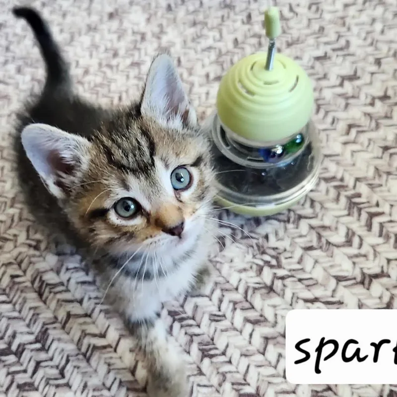 A baby small-sized male Brown / Chocolate Domestic Short Hair cat named Sparky for adoption in Baker City, OR