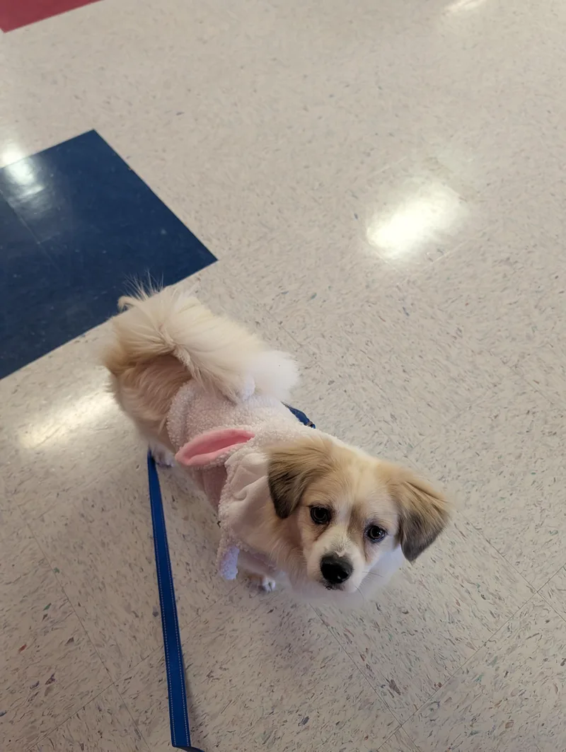 A young small-sized male Shih Tzu dog named Leo for adoption in Richmond, VA