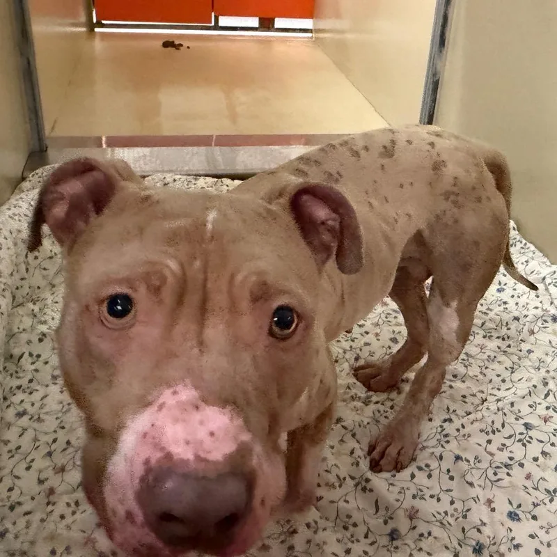 An adult medium-sized female Yellow / Tan / Blond / Fawn Pit Bull Terrier dog named Sanger for adoption in Philadelphia, PA