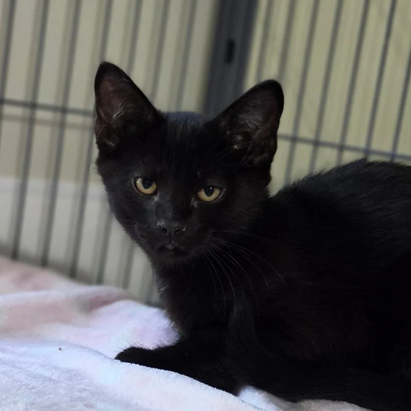 A baby small-sized male Black Domestic Short Hair cat named Macaron for adoption in Muncie, IN
