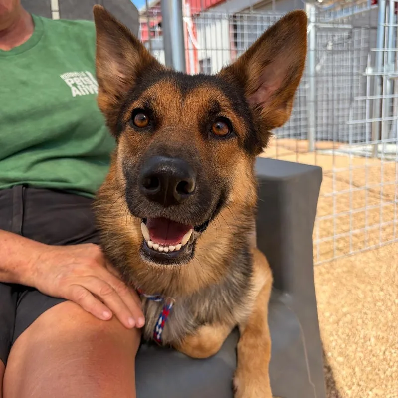 An adult medium-sized female Brown / Chocolate Shepherd dog named Olive for adoption in Kerrville, TX
