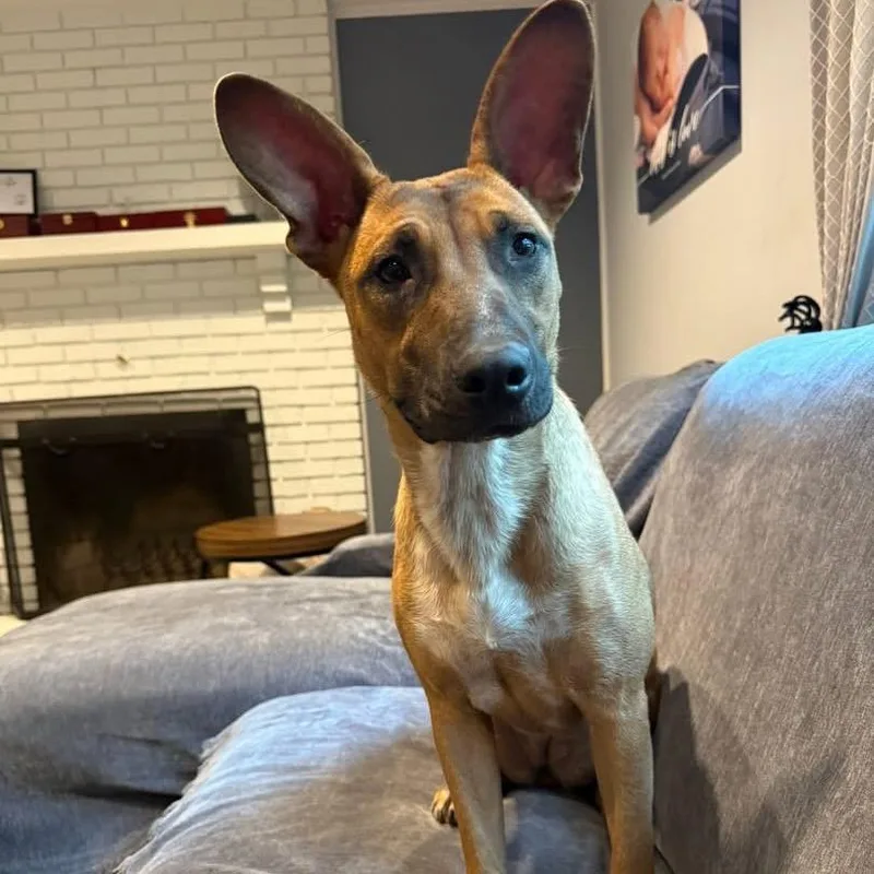 A young medium-sized female Red / Chestnut / Orange Bull Terrier dog named Ellie for adoption in Medford, NJ