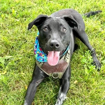 An adult medium-sized male Black Mixed Breed dog named Chance for adoption in DeKalb, IL
